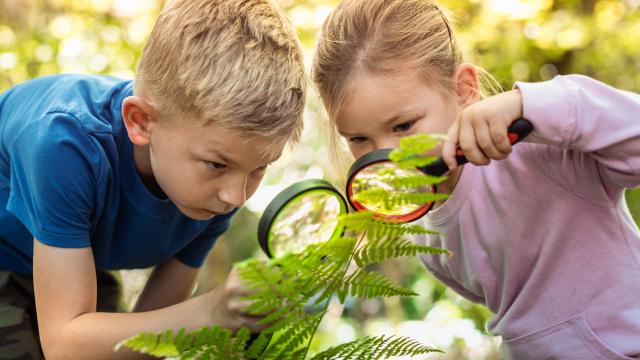 Terénne pozorovania